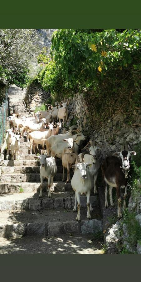 Estate4Home - Goat Path ポジターノ エクステリア 写真